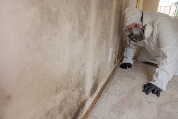 Best Water Damage & Mold Remediation in East Williston, NY